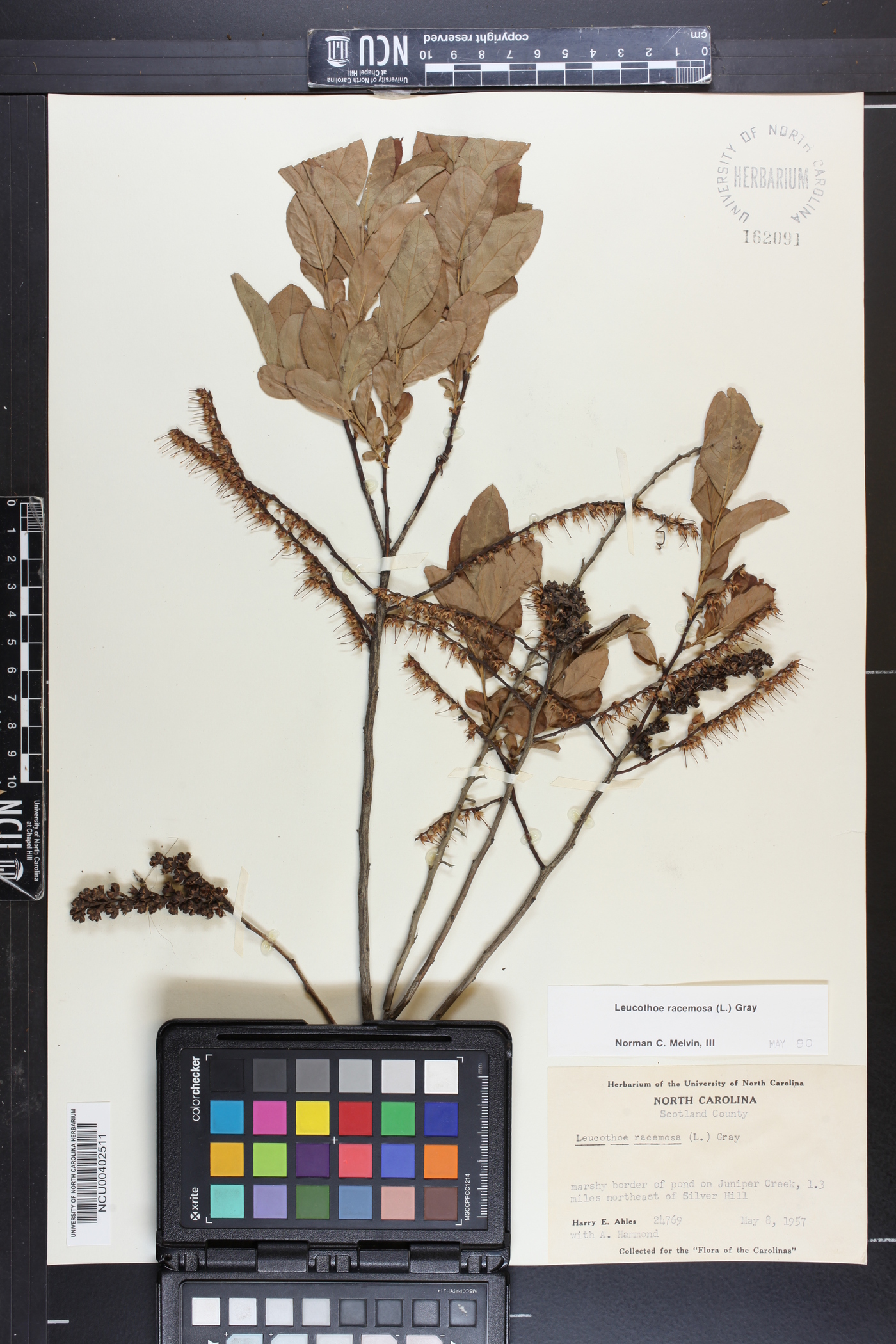 Eubotrys racemosa image