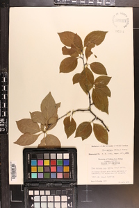 Ilex ambigua image