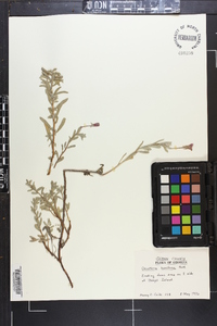 Oenothera humifusa image