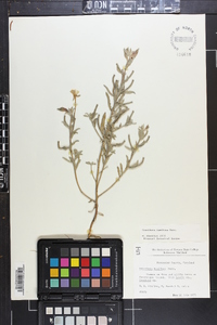 Oenothera humifusa image