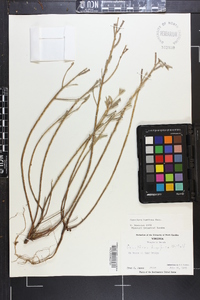 Oenothera humifusa image