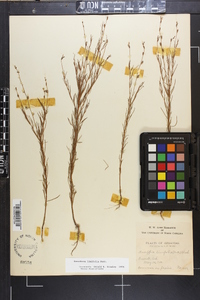 Oenothera linifolia image