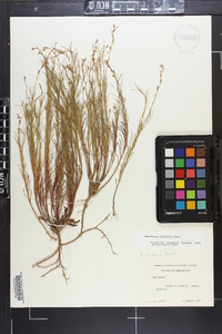 Oenothera linifolia image