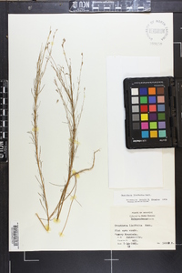 Oenothera linifolia image