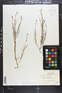 Oenothera linifolia image