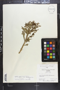 Oenothera nutans image