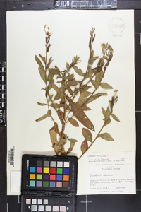 Oenothera parviflora image