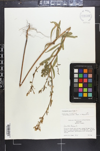 Oenothera parviflora image