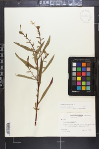 Oenothera parviflora image