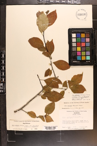 Ilex ambigua image