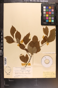 Ilex ambigua image