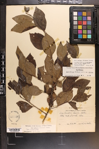 Ilex ambigua image