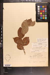 Ilex ambigua image