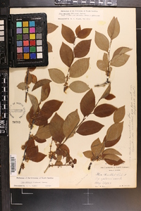 Ilex ambigua image