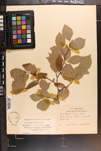 Ilex ambigua image