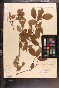 Ilex ambigua image