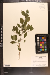 Ilex ambigua image