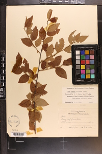 Ilex ambigua image