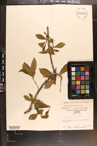 Ilex ambigua image