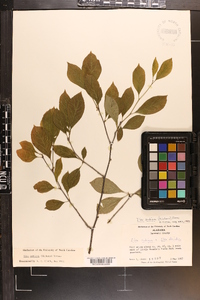 Ilex ambigua image