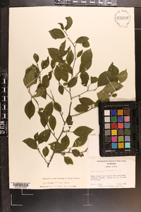 Ilex ambigua image