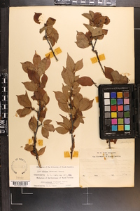 Ilex ambigua image