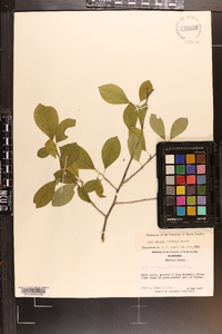 Ilex ambigua image