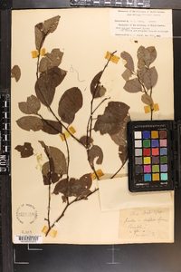 Ilex ambigua image