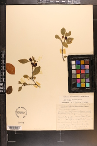 Ilex ambigua image