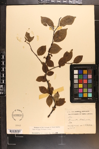 Ilex ambigua image