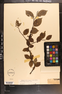 Ilex ambigua image