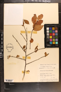 Ilex ambigua image