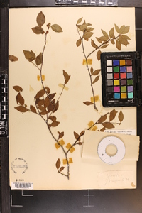 Ilex ambigua image