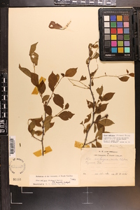 Ilex ambigua image