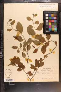 Ilex ambigua image