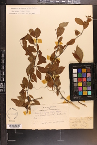 Ilex ambigua image