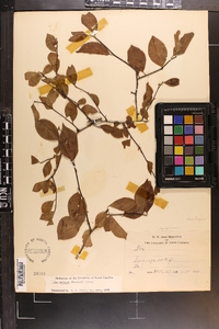 Ilex ambigua image