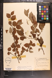 Ilex ambigua image