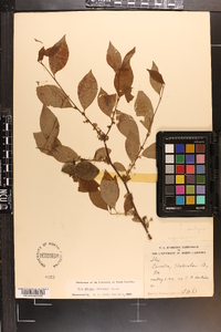 Ilex ambigua image