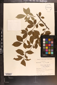 Ilex ambigua image