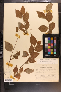 Ilex ambigua image