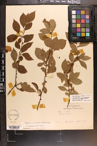 Ilex ambigua image