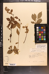 Ilex ambigua image