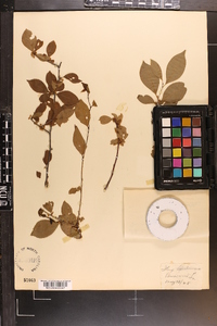 Ilex ambigua image