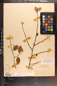 Ilex ambigua image