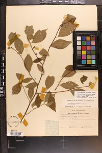 Ilex ambigua image