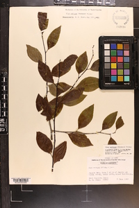 Ilex ambigua image