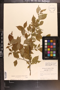 Ilex ambigua image