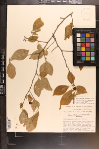 Ilex ambigua image