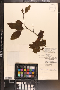 Ilex ambigua image